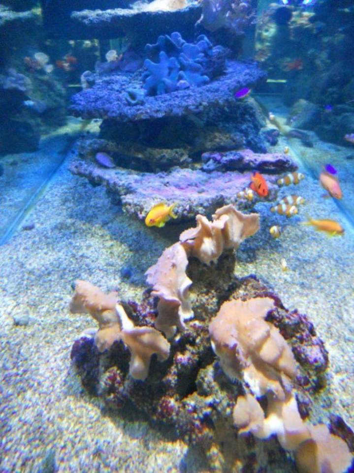 Vente de poissons d'eau de mer Beaufort-Orbagna